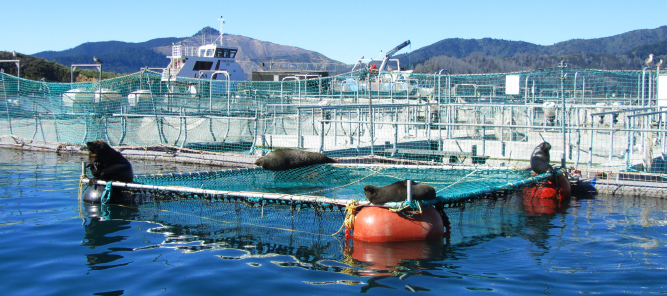  Think Piece 16 – New Zealand King Salmon: Was it a good decision for New Zealand?