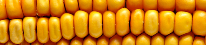 Rootworm develops resistance to GM corn originally engineered to kill them