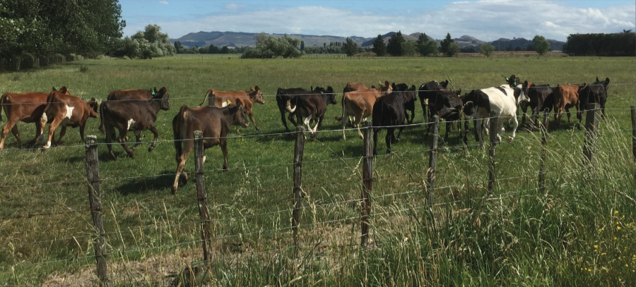 Think Piece 6 – While AgResearch Fiddled