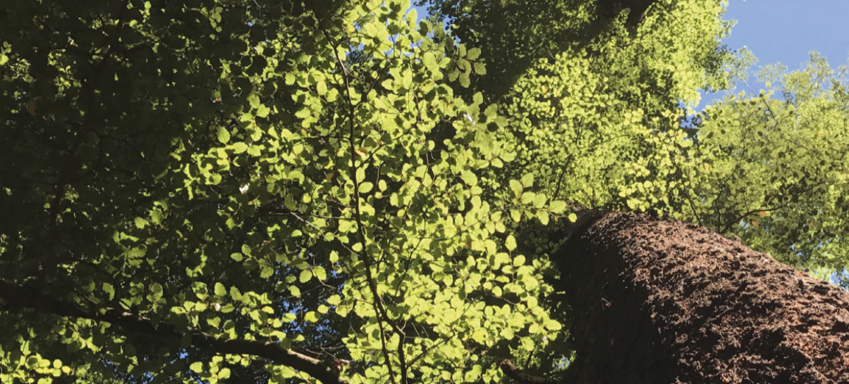 Think Piece 2 – Climate Change