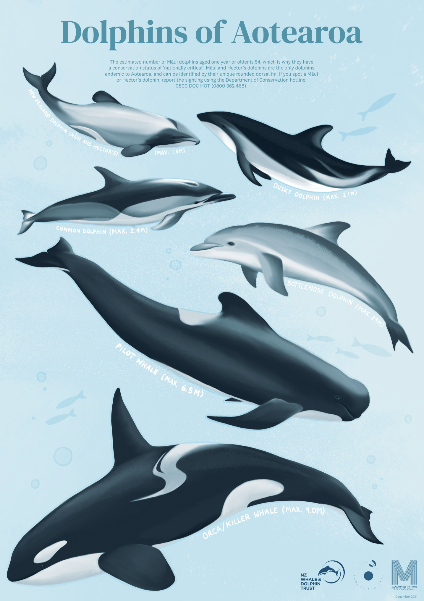 Dolphins of Aotearoa